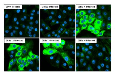 Anti-Dengue virus NS3 protein antibody [HL2239] used in Immunocytochemistry/ Immunofluorescence (ICC/IF). GTX638284